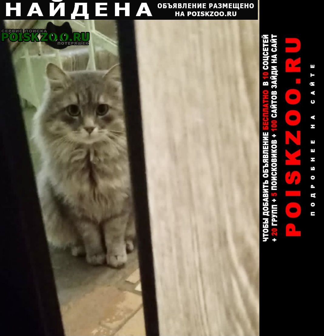 Найдена кошка кот серый Воскресенск