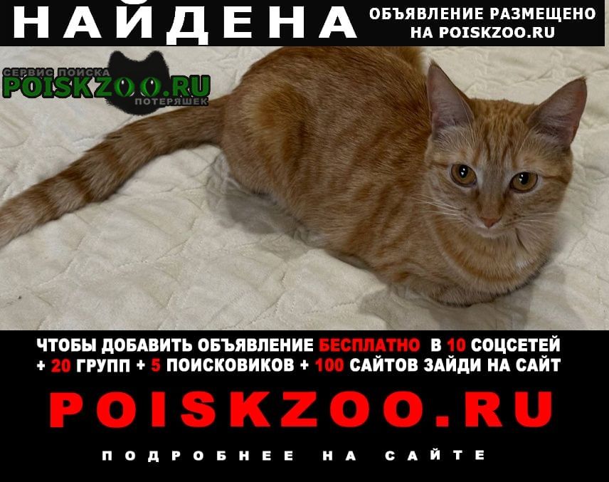 Найдена кошка рыжая Краснодар