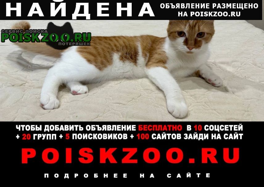 Найден кот рыжий с белым животом Краснодар