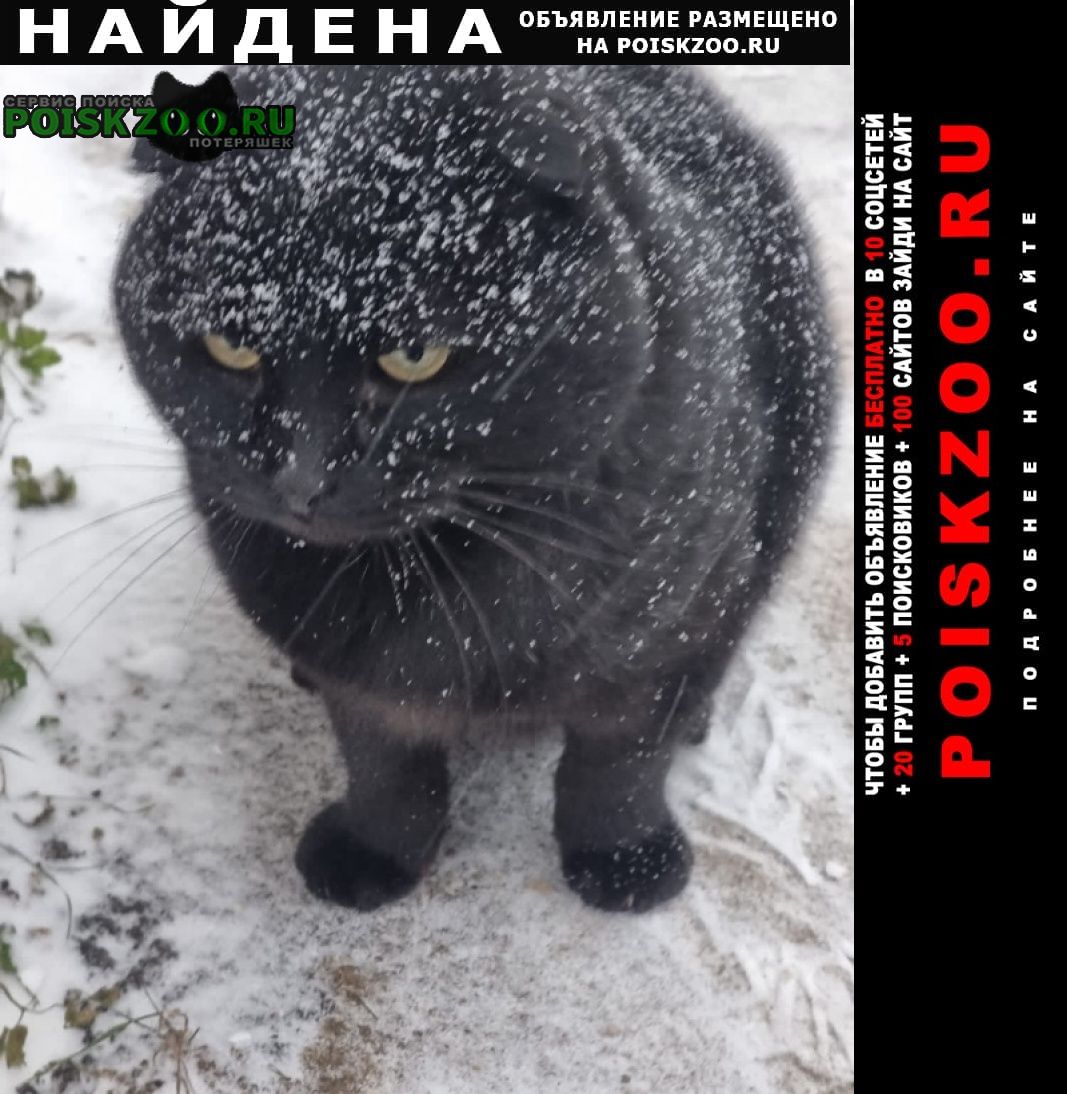 Найдена кошка вислоухий кот мерзнет на улице Звенигород