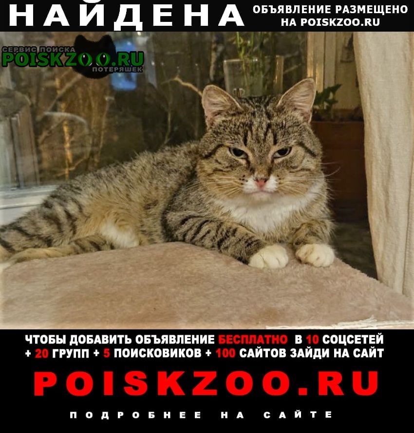 Найден кот выбросили в переноске Москва