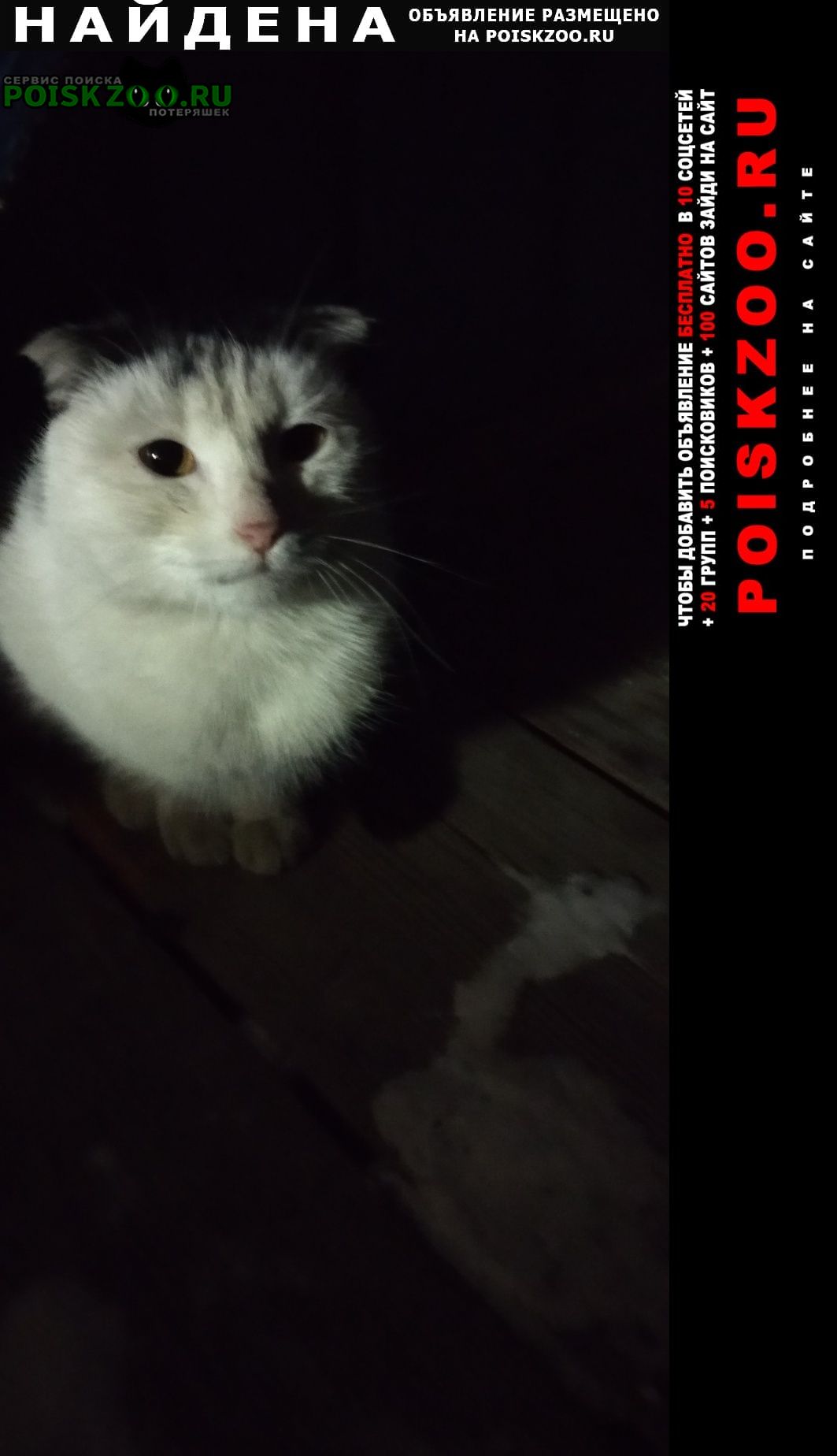 Найдена кошка Лучегорск