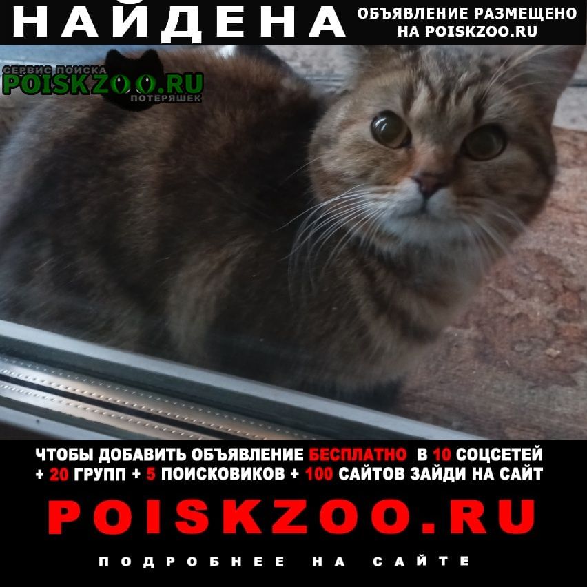 Найдена кошка Оренбург