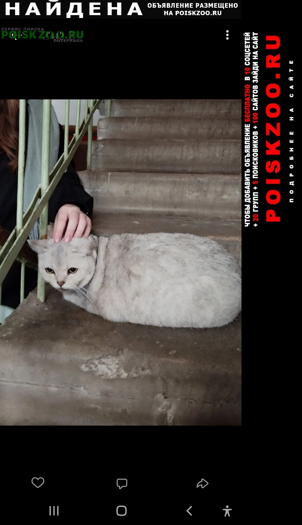 Найдена кошка Жлобин