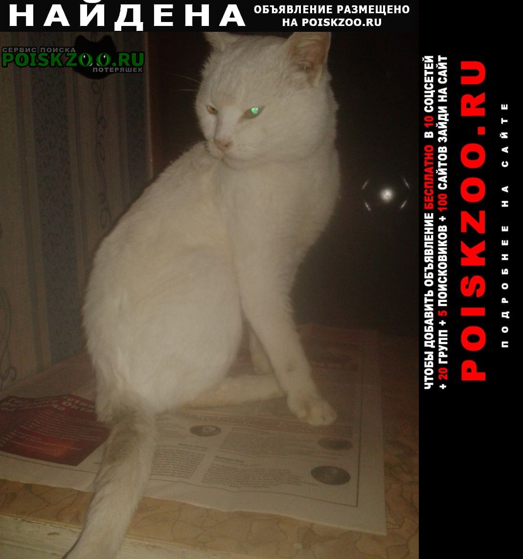 Найден кот Севастополь