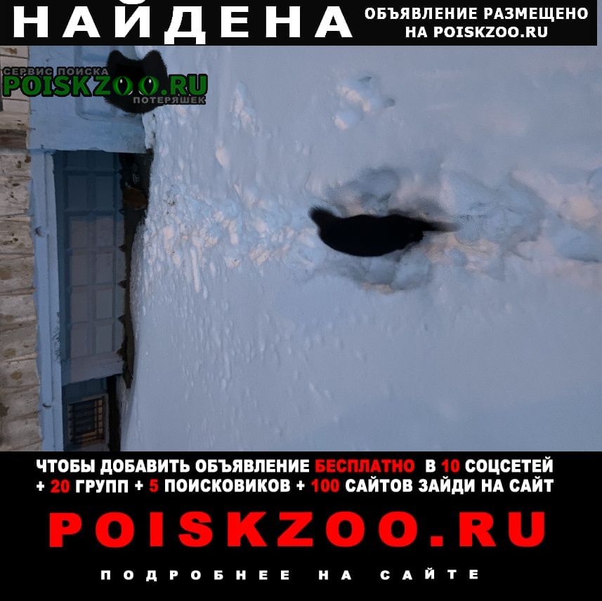Найдена кошка потеряшки на ул. чайковского дом 11 Сергиев Посад