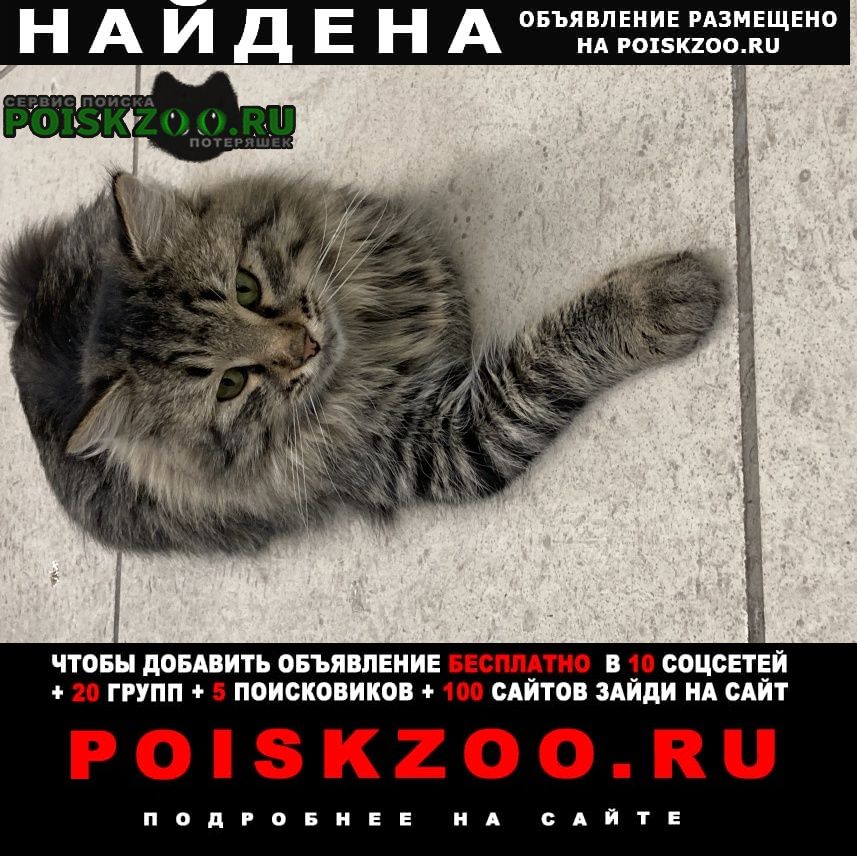 Найден кот сибирский кот Уфа