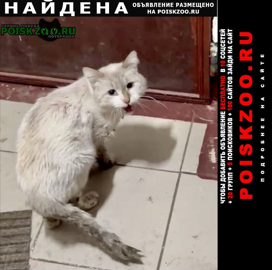Найдена кошка тайский голубоглазый ищет дом Москва