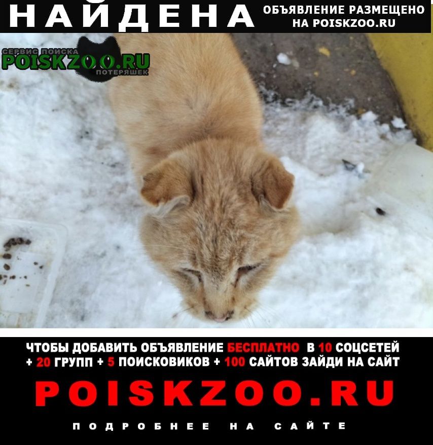 Найден кот рыжй вислоухий кот мёрзнет на улице Ступино