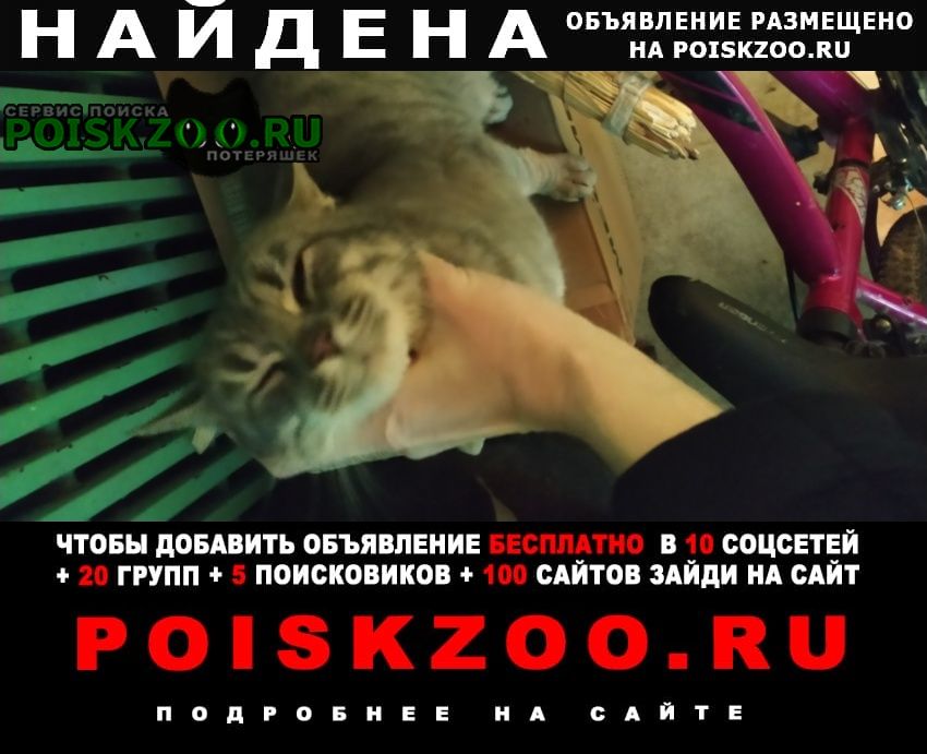 Найдена кошка село игумново раменский г. о. Раменское