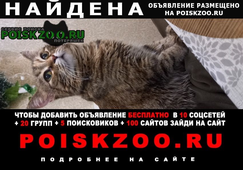 Найдена кошка в добрые руки Архангельск
