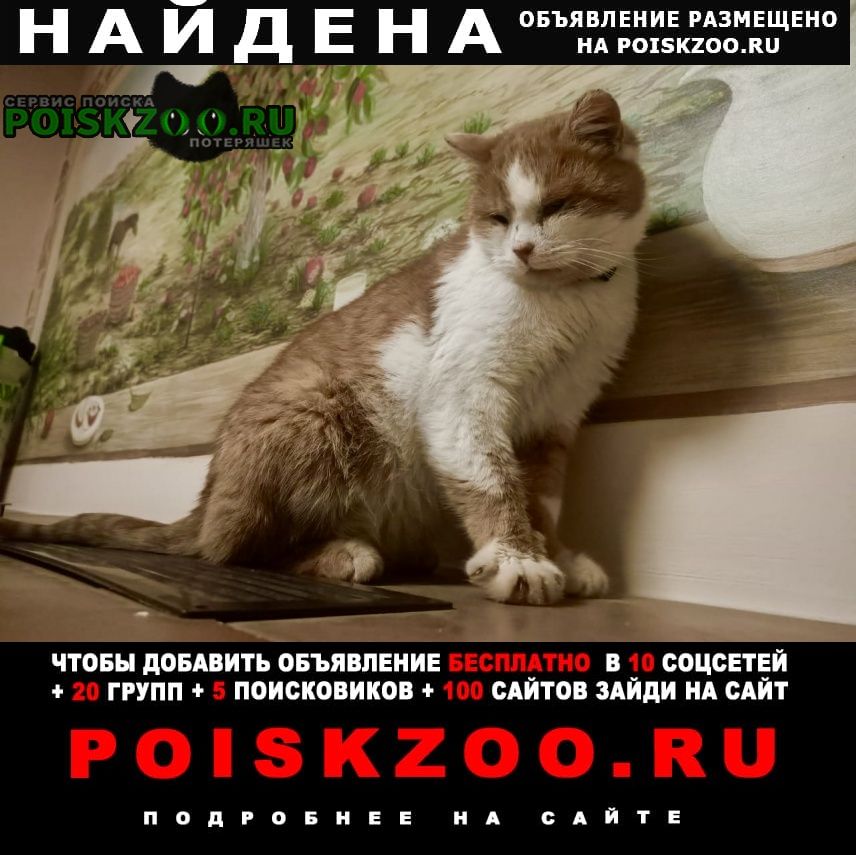 Найден кот рыже-белый кот Москва