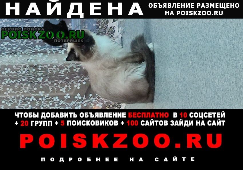 Найден кот сиамской породы Ноябрьск