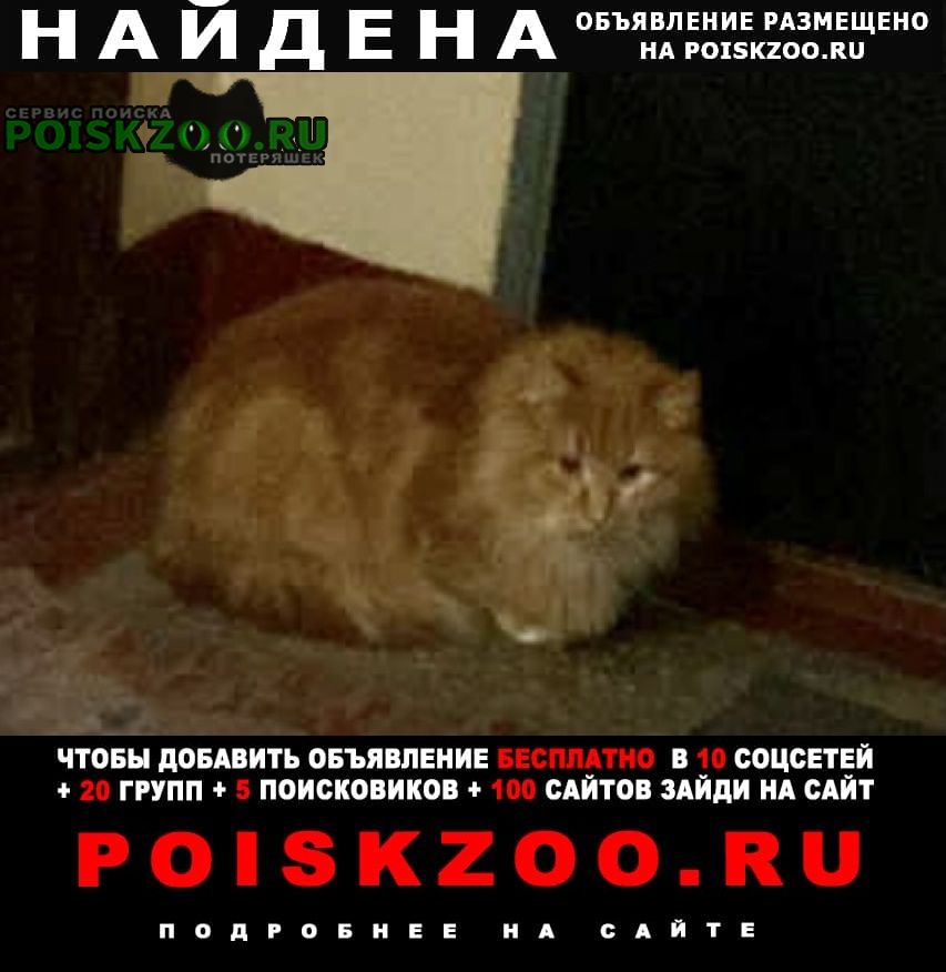Найдена кошка рыжий пушистый Москва