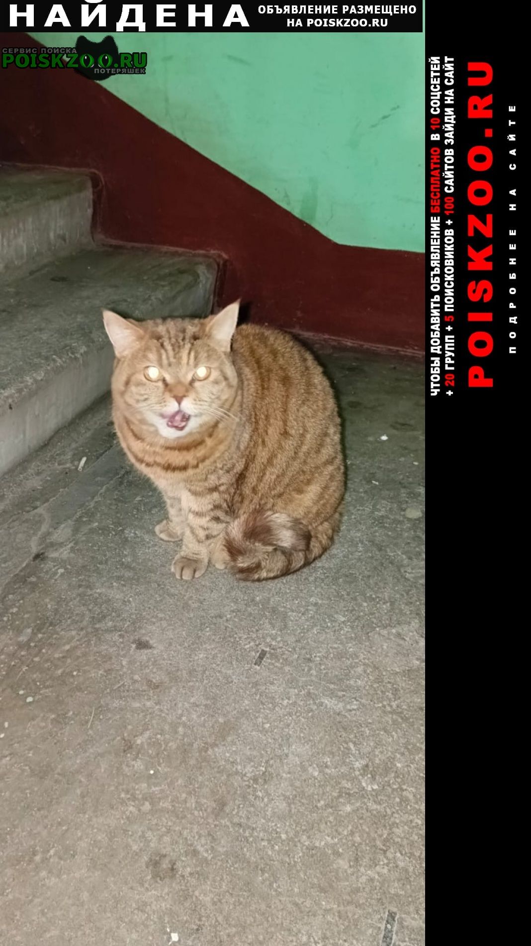 Найдена кошка кот. предположительно порода наполеон Санкт-Петербург