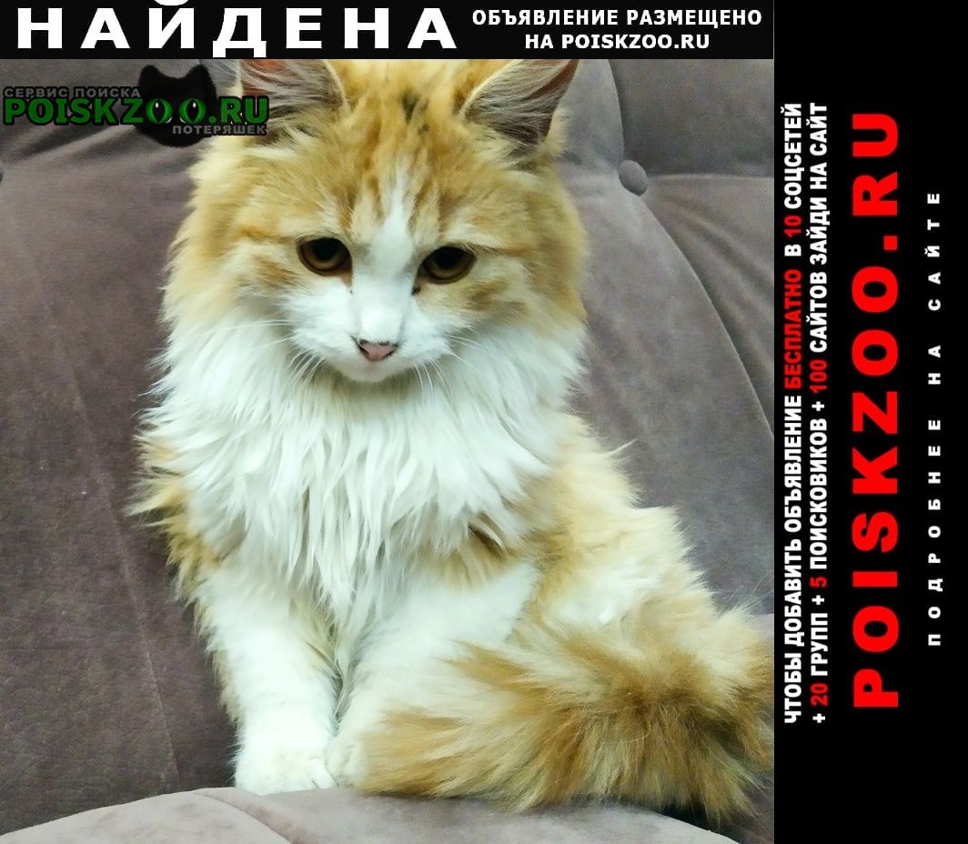 Найдена кошка в новогоднюю ночь Ставрополь