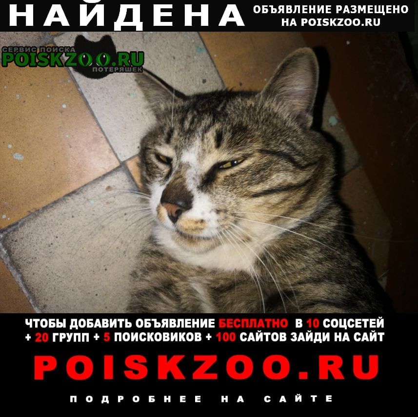 Найден кот Ангарск