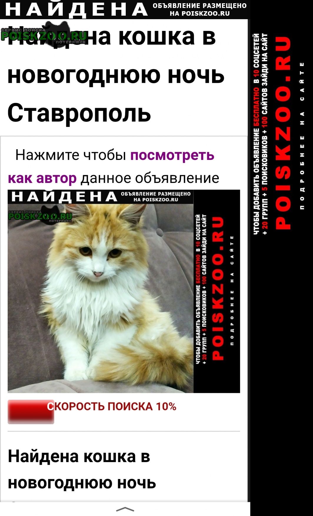Найдена кошка светло-рыжая с белым Ставрополь