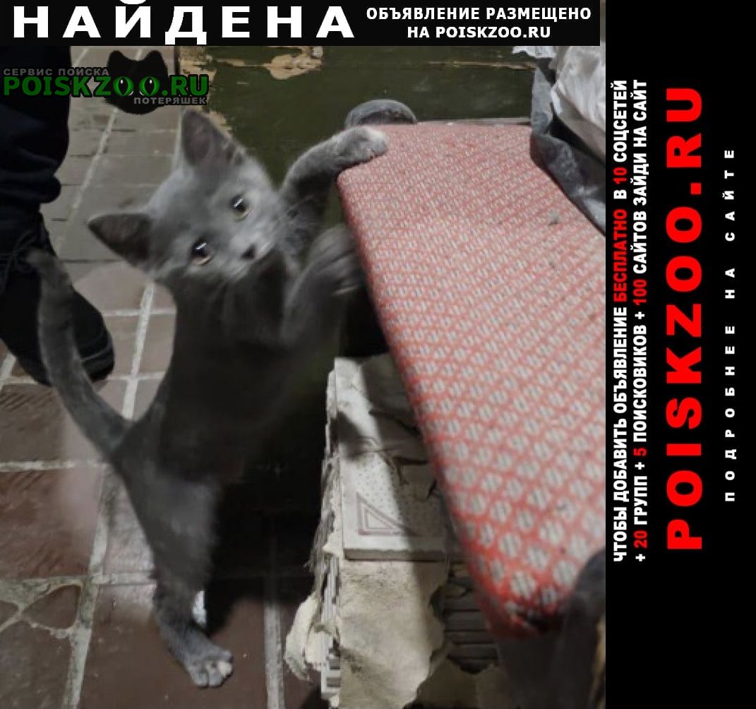 Найдена кошка котёнок серо-голубой Химки