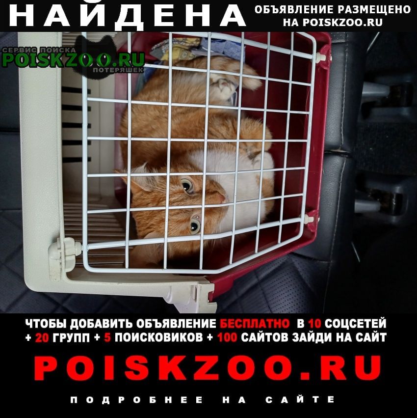 Найден кот рыжий кот, кастрированный Красноярск
