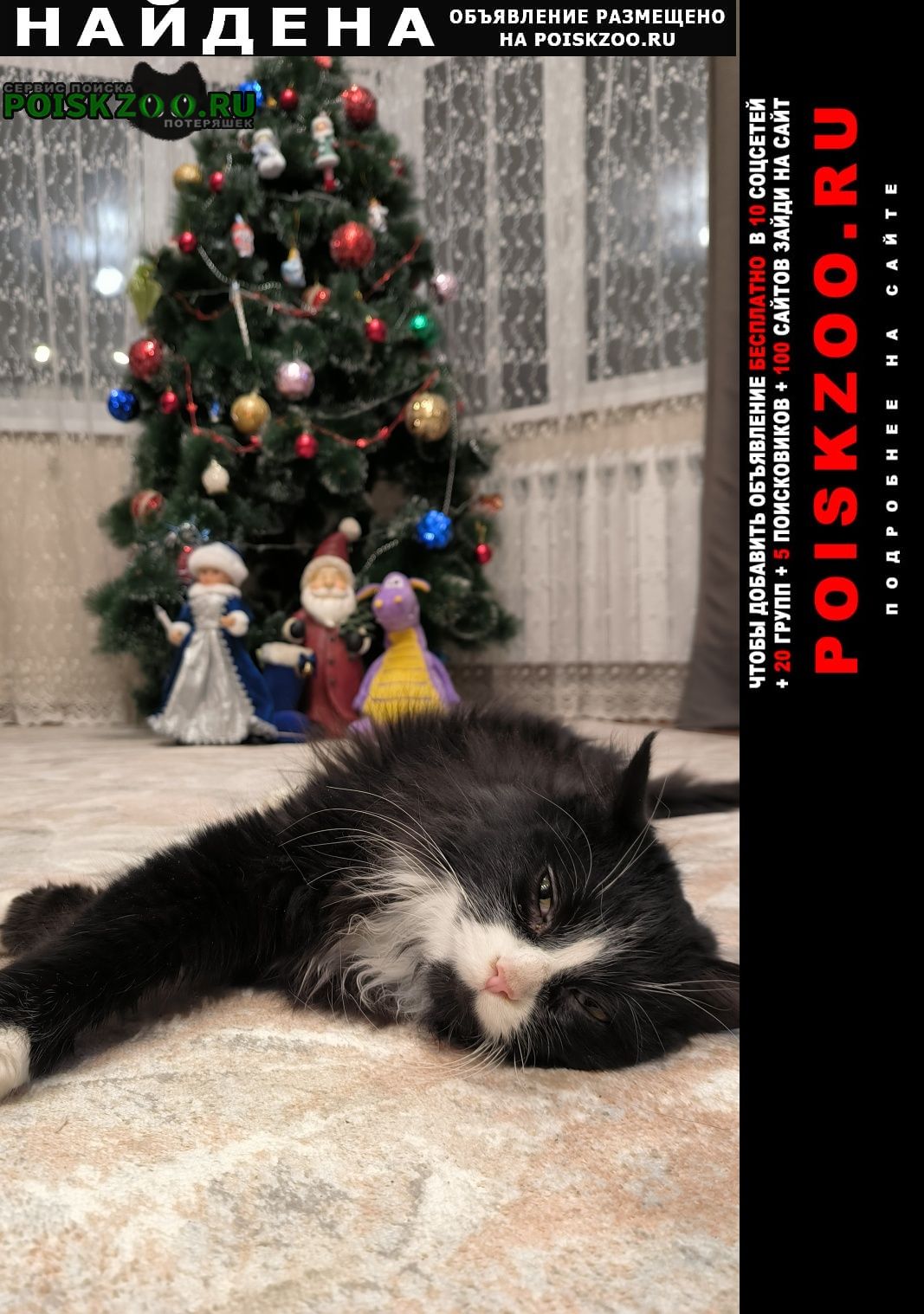 Найдена кошка 31 декабря 2023г кот Домодедово