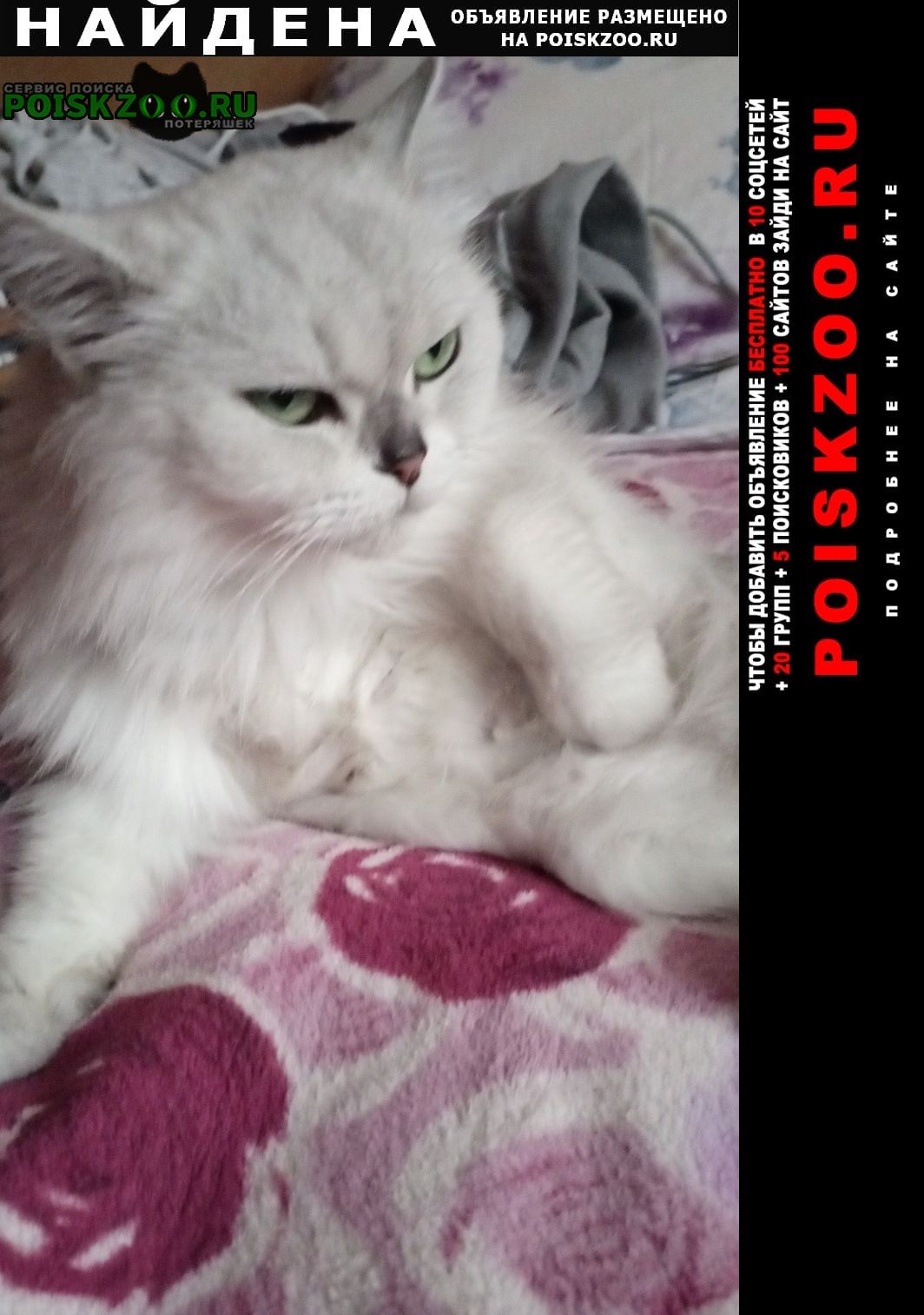 Найдена кошка окрас белый чуток с серым, зелёные глаза Москва