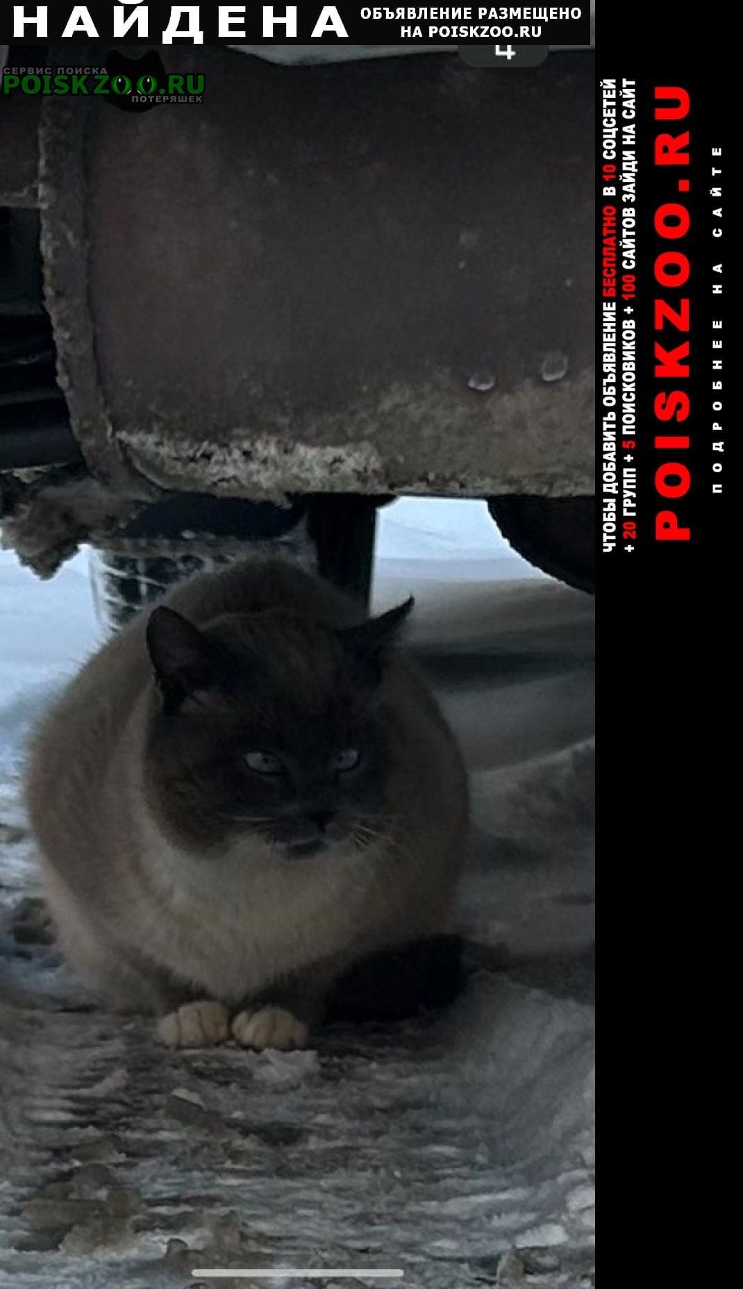 Найден кот дер. лапино магазин вкусвилл Одинцово