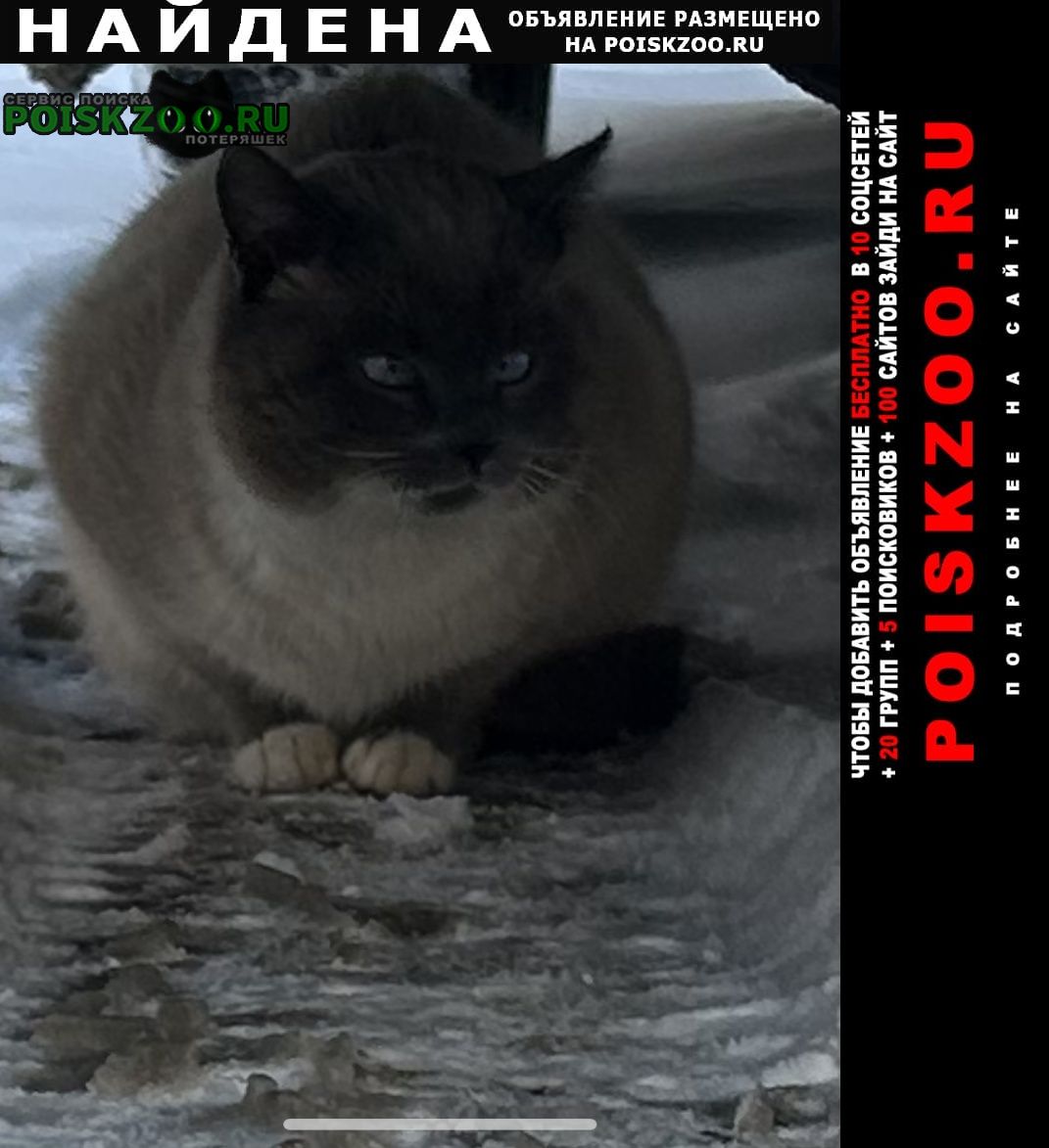 Найден кот д. лапино похож на сиамского Одинцово