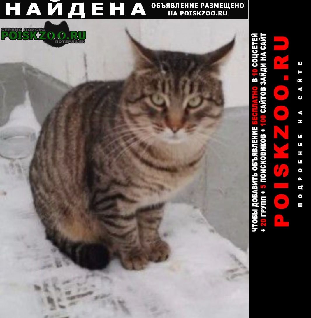 Найдена кошка кот полосатый Москва