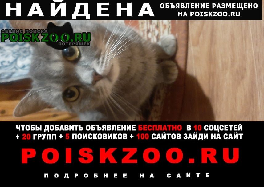 Найдена кошка Мозырь