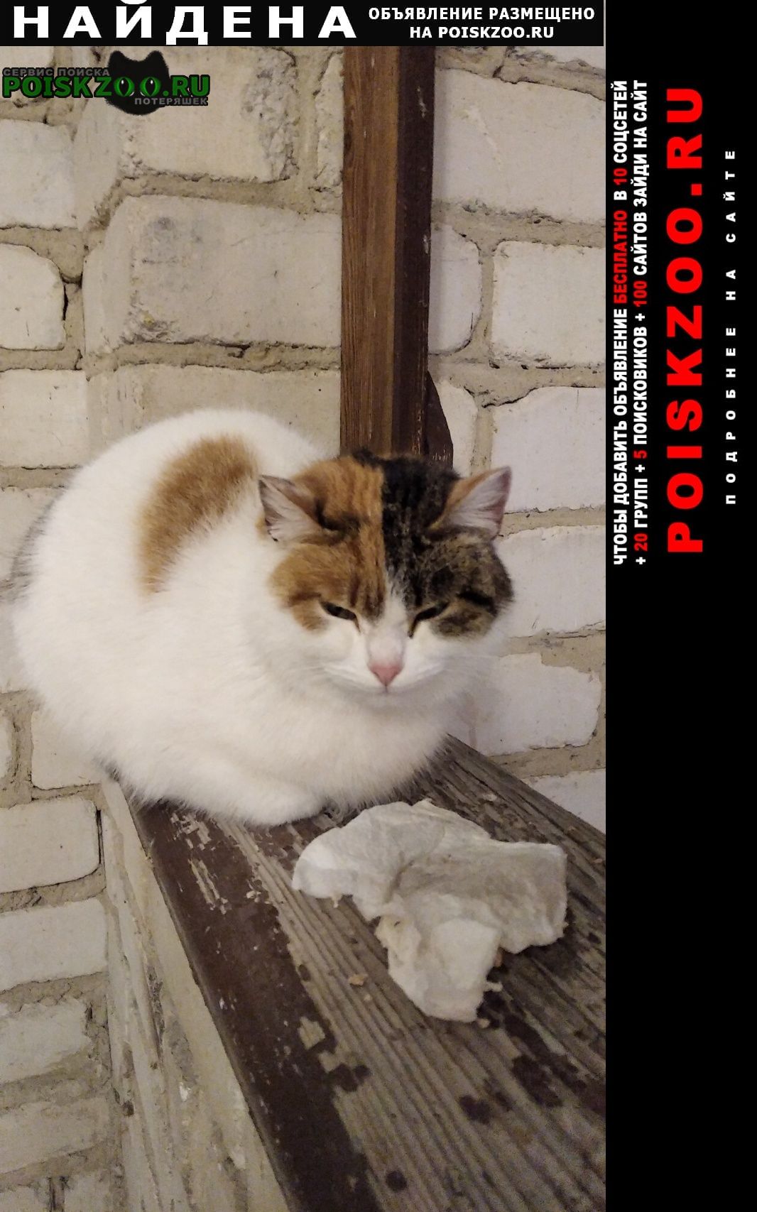 Найдена кошка санаторий сосновая горка корп 1 Чебаркуль