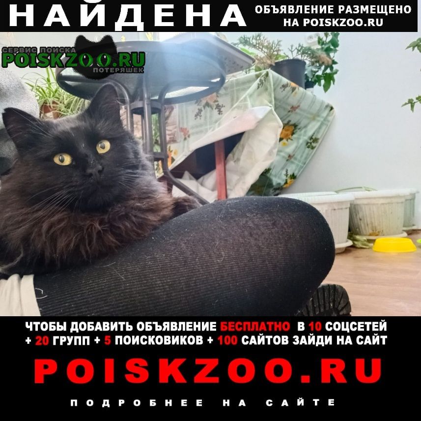 Найден кот в пашковке Краснодар