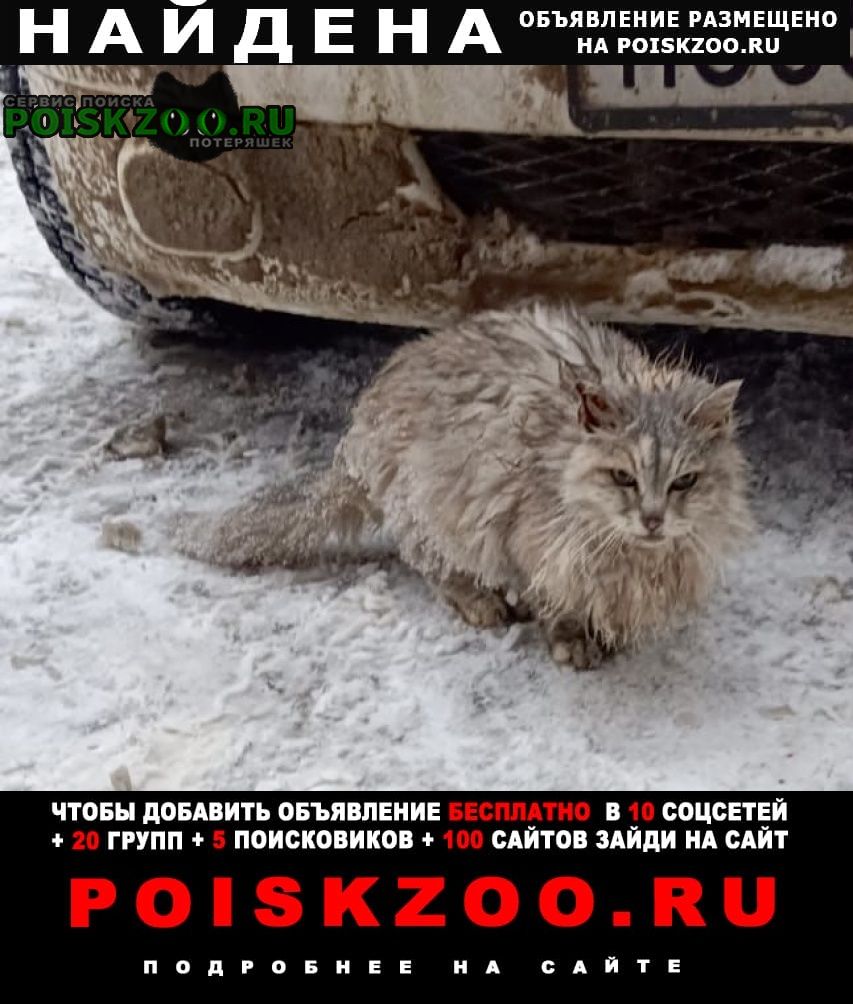 Найдена кошка или кто-то пушистый Москва