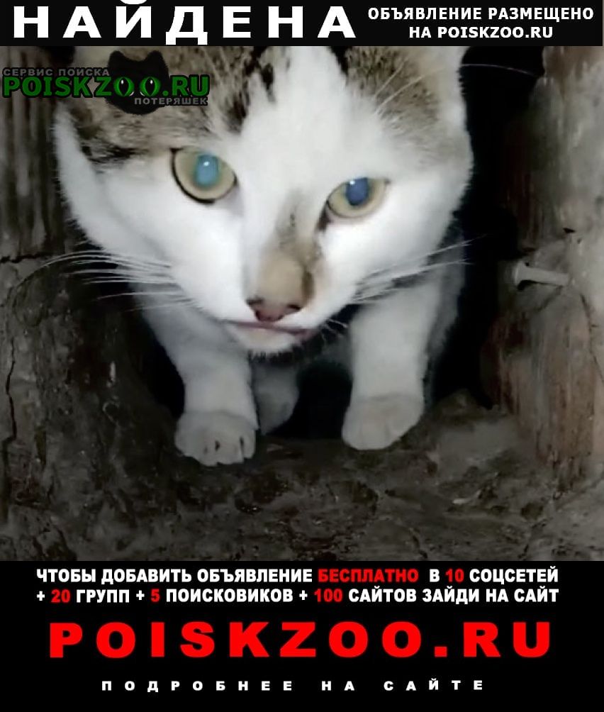Найден кот бело-серый Москва