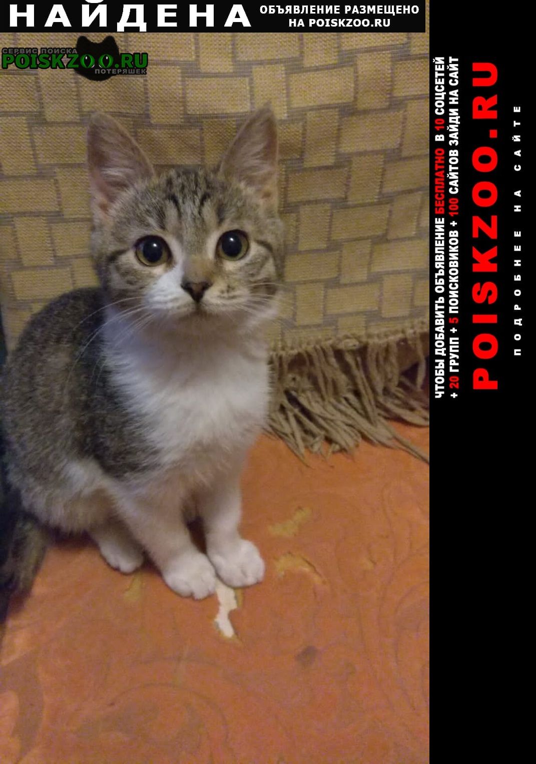 Найдена кошка в пролетарском р-не 17 января кот Тула