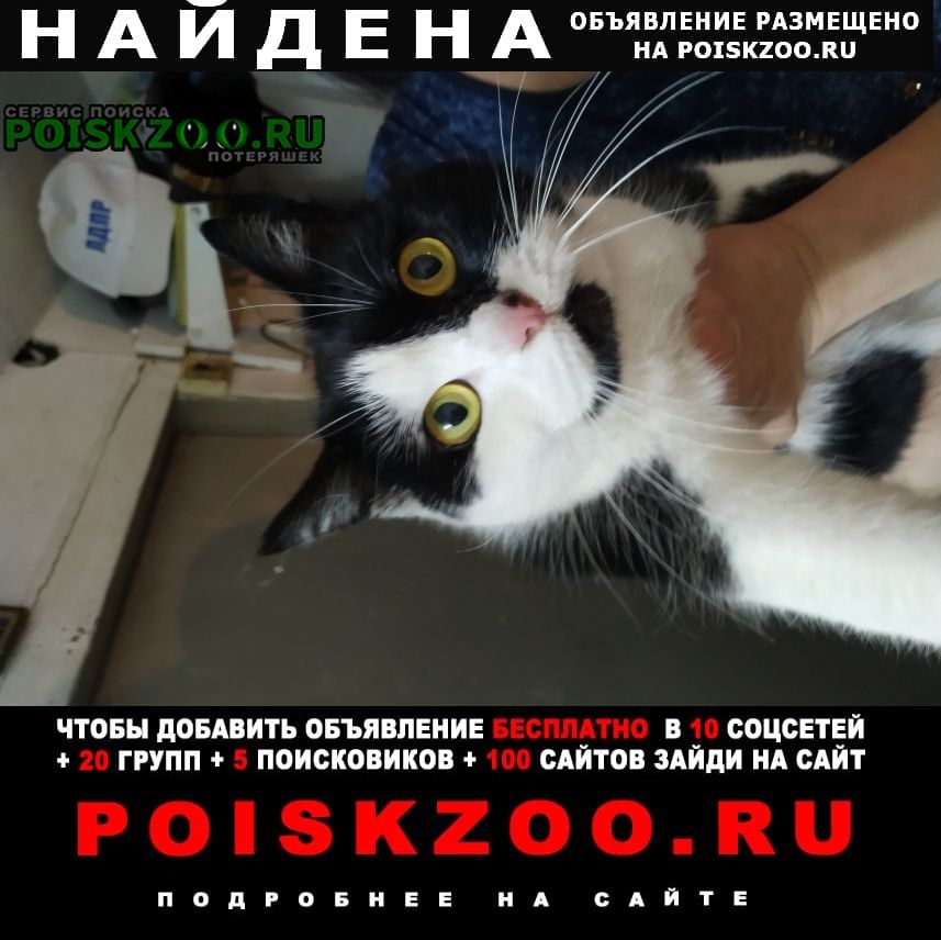 Найдена кошка в поселке горячеводском Пятигорск