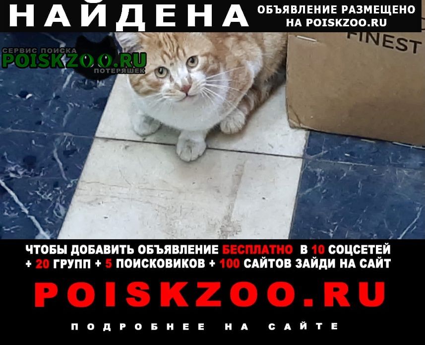 Найден кот рыжий кот Москва
