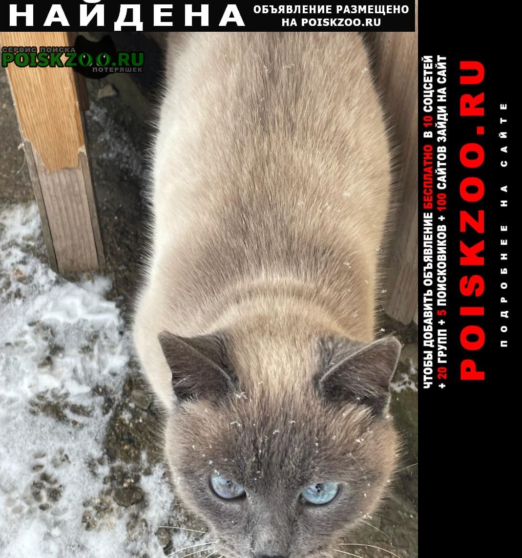 Найден кот сиамский кот Михайловск Ставропольский край