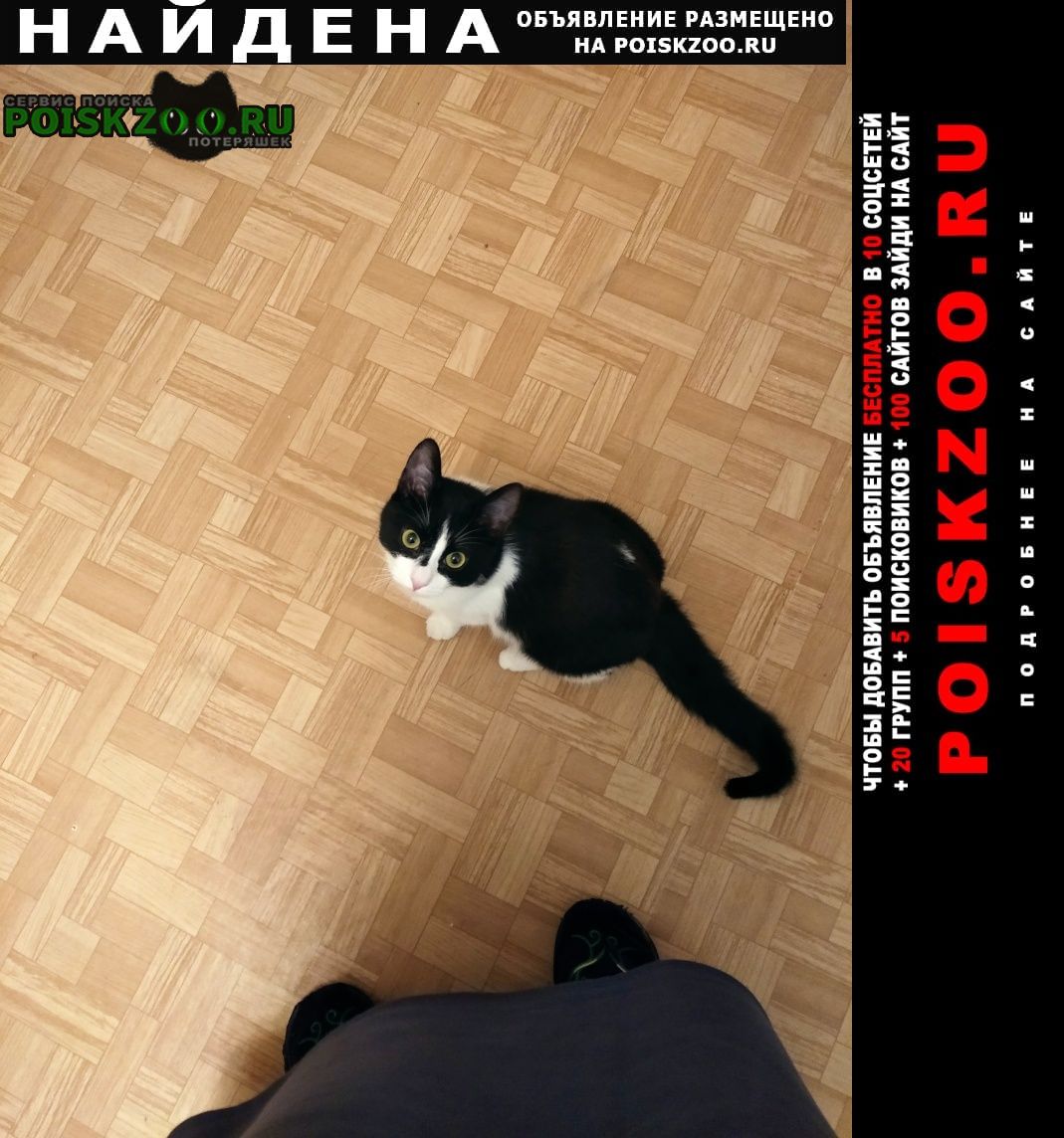 Найдена кошка чёрно-белая молоденькая кошка Санкт-Петербург