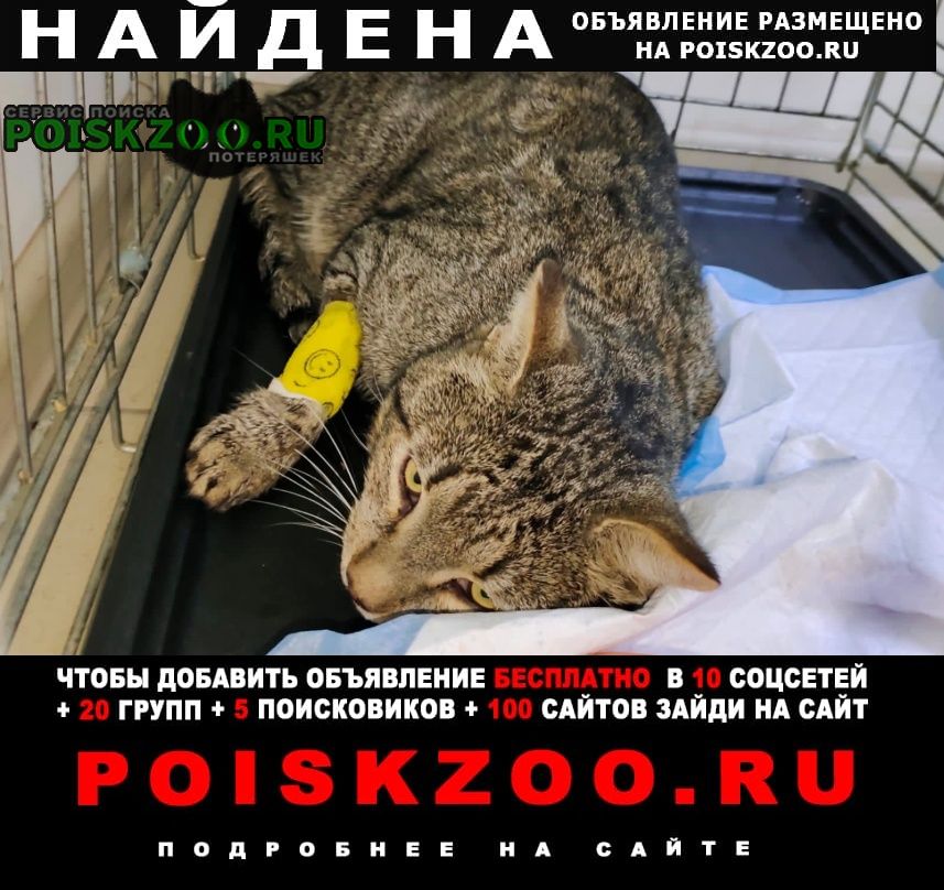 Найден кот полосатый крупный Москва