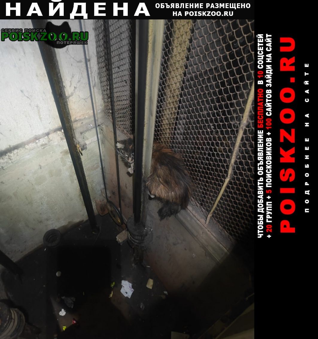 Найдена кошка в шахте лифта кот ( или кошка) Москва