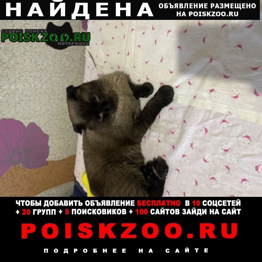 Найден кот британец Новокузнецк