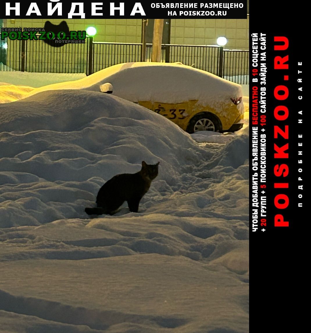 Найдена кошка черная потеряшка в мороз на улице Москва