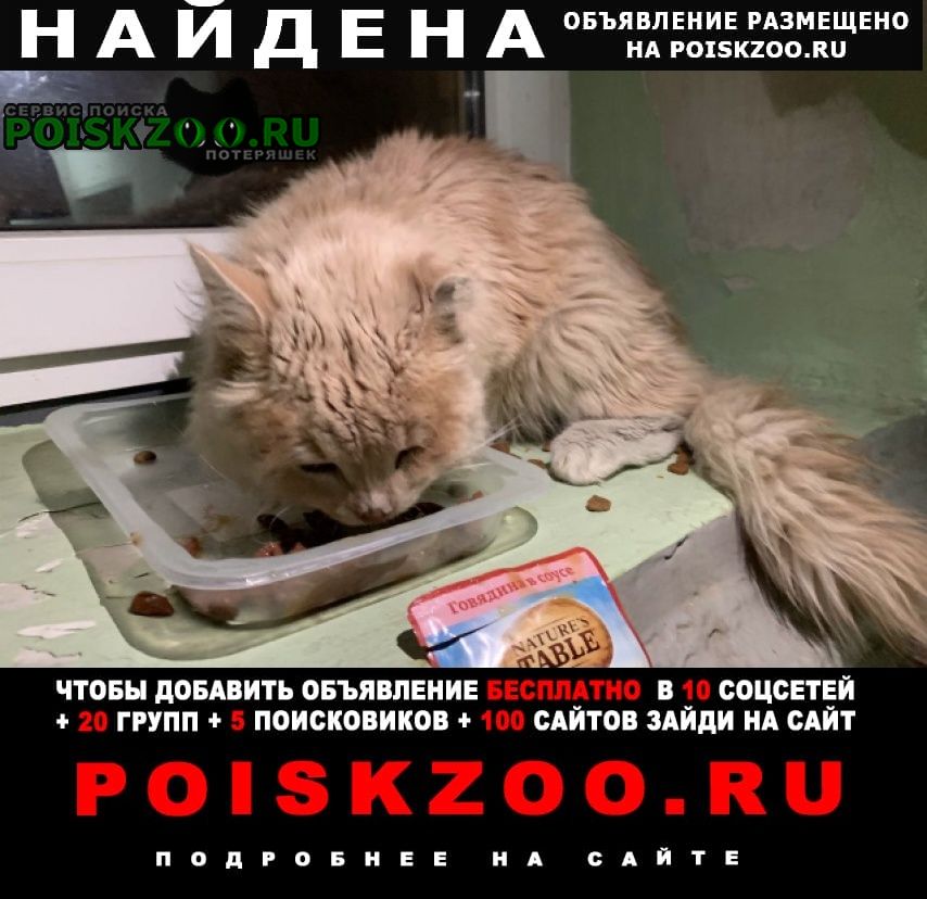 Найдена кошка рыжая пушистая Домодедово
