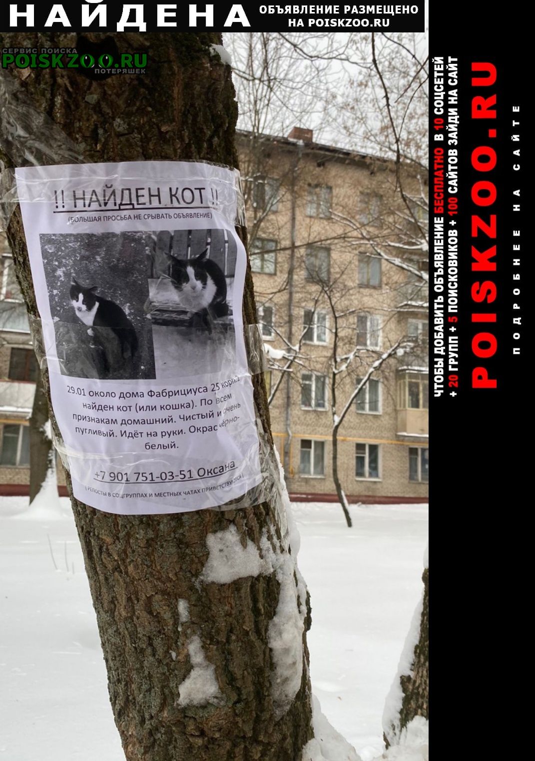 Найдена кошка ласковый домашний черно-белый. Москва