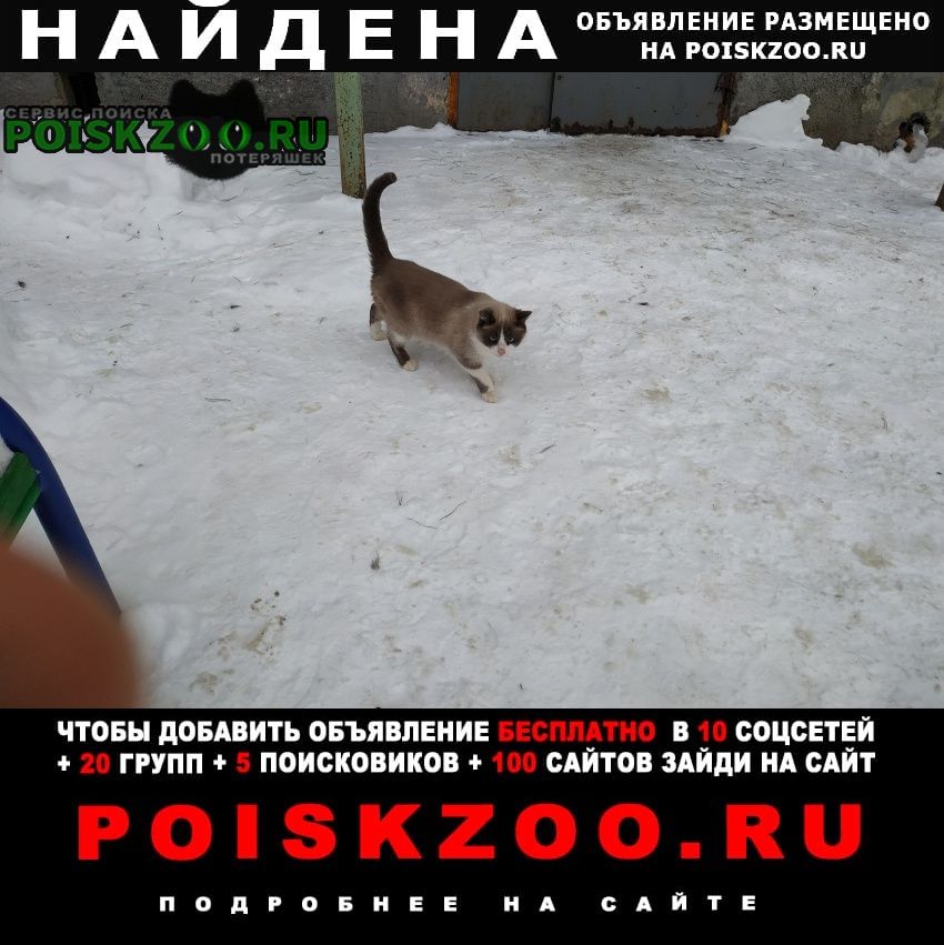 Найден кот Заречный (Пензенская обл.)