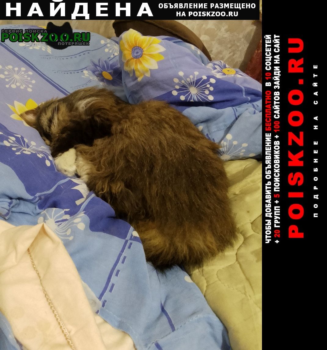 Найдена кошка рыся вернулась домой сама через 10 дней. Москва
