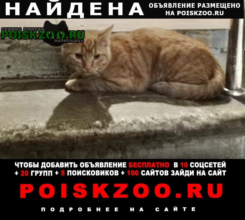 Найден котёнок- подросток рыжий Москва