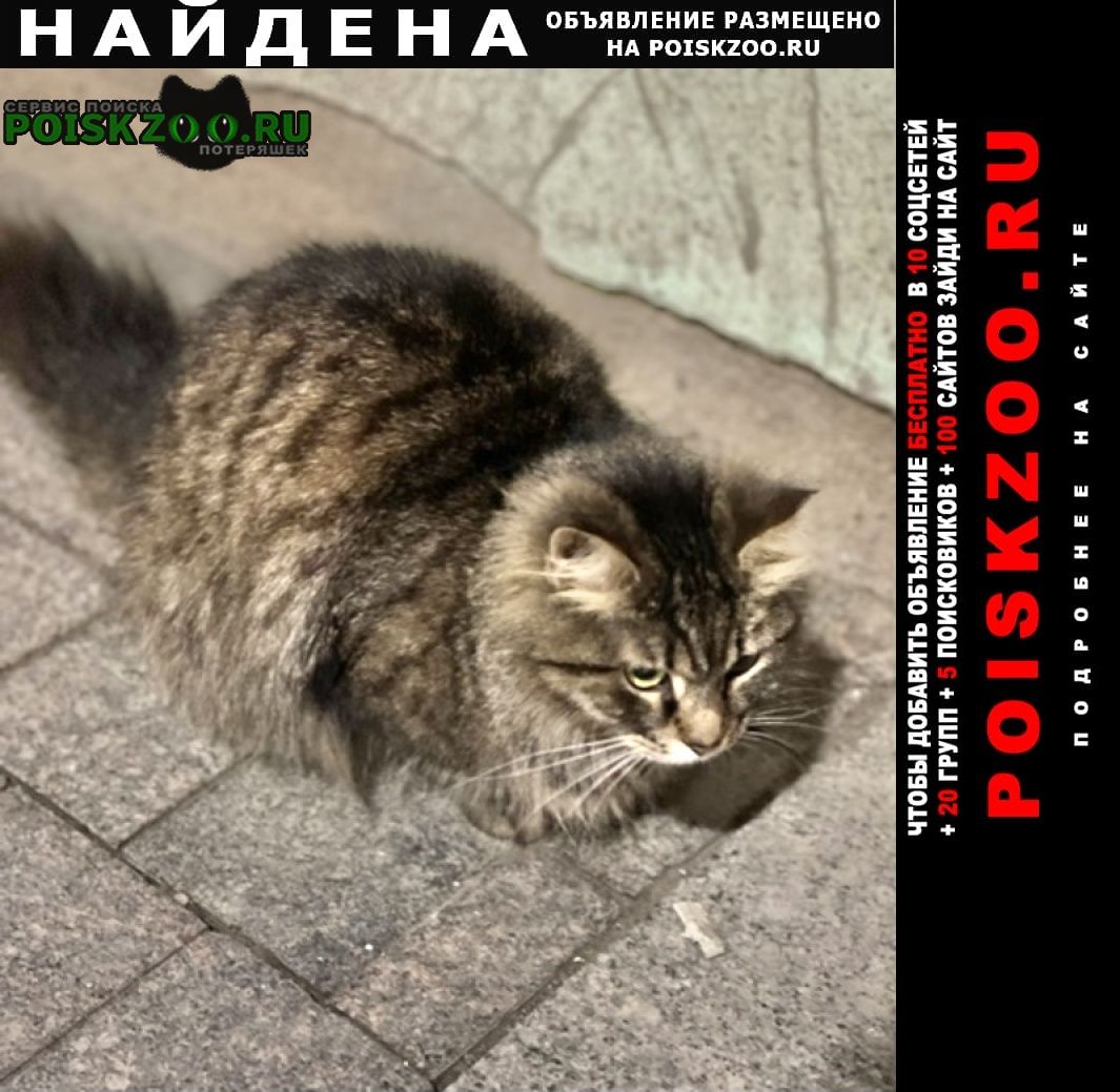 Найдена кошка или кот пушистый Санкт-Петербург
