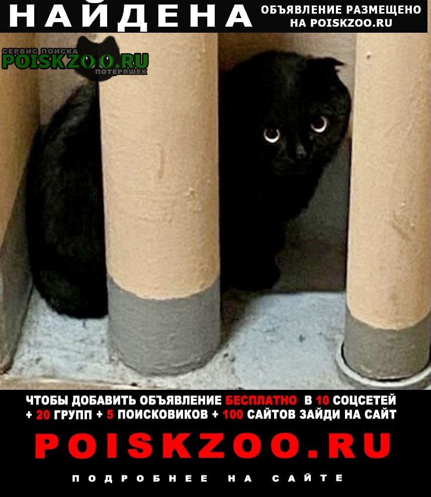 Найдена кошка или кот чёрный вислоухий Москва